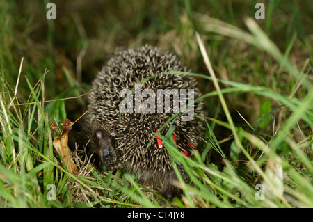 WESTLICHE EUROPÄISCHE IGEL Stockfoto