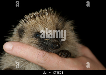 WESTLICHE EUROPÄISCHE IGEL Stockfoto