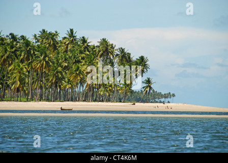 Brasilien, Pernambuco, Praia Dos Carneiros, weißer Sandstrand mit Palmen Stockfoto