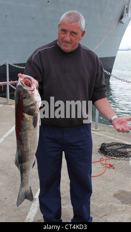 Ein Fischer mit der Rute gefangen Probe Seebarsch in Portsmouth Dockyard im Juli 2012 mit einem Gewicht von 13lb 2 Unzen Stockfoto