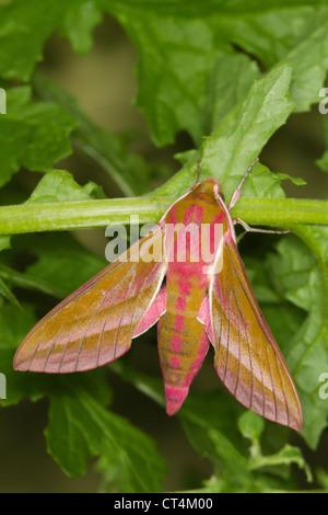 Elefant Hawkmoth (Deilephila Elpenor) ruht auf einem gemeinsamen Kreuzkraut-Blatt Stockfoto