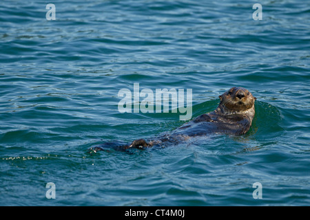 Nordamerika, USA, Südost-Alaska, Seeotter, Enhydra Lutris auf Rücken treiben und ruhen, Kake, Stockfoto