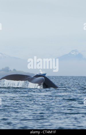 Nordamerika, USA, Alaska, in Frederick Sound, Pacific Coast, Buckelwal, Impressionen Novaeangliae, junge wegzuwerfen Stockfoto