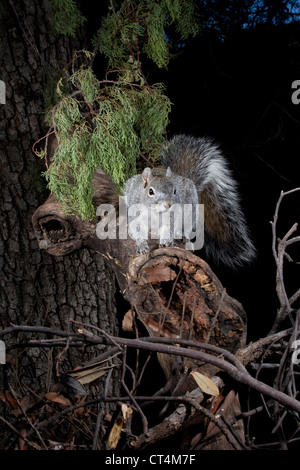 Nordamerika, USA, Arizona, SW, Arizona, Arizona graue Eichhörnchen, Sciurus Arizonensis auf Ast Stockfoto