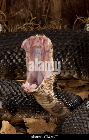 Nordamerika, USA, Central Pennsylvania, Mifflin County, Cottonmouth Mokassin, aufgewickelt in Verteidigungsposition Stockfoto