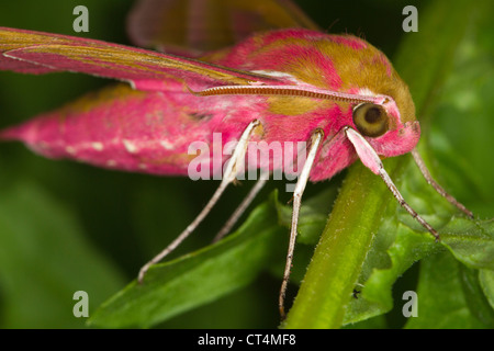 Elefant Hawkmoth (Deilephila Elpenor) ruht auf einem gemeinsamen Kreuzkraut-Blatt Stockfoto