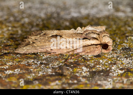 Dunklen Bögen (Apameia Monoglypha) Motte ruht auf Flechten bedeckten Felsen Stockfoto