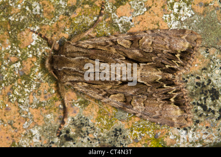 Dunklen Bögen (Apameia Monoglypha) Motte getarnt gegen Flechten bedeckten Felsen Stockfoto