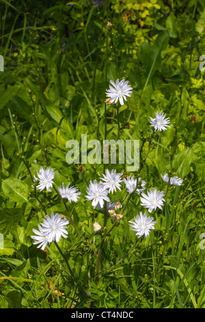 12 Blume der seltenen, selten weiße Version von Wiesenblumen Cichorium Intybus (gemeinsame Chicorée, Weisse Wegwarte) vertikale Stockfoto