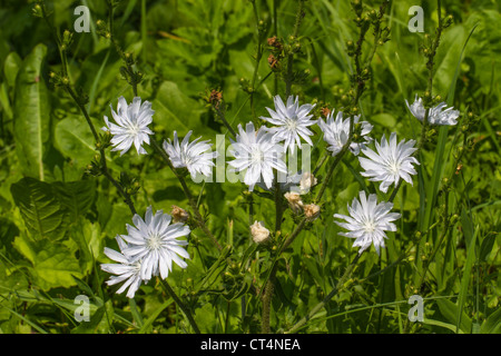 10 Blume der seltenen, selten weiße Version von Wiesenblumen Cichorium Intybus (gemeinsame Chicorée, Weisse Wegwarte) horizontale Stockfoto