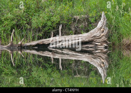 Eine Reflexion eines Toten Baumes auf der Clearwater River Kanustrecke in Seeley Lake, Montana. Stockfoto