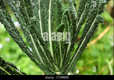 Toskanische Kale in einen Permakultur-Garten wächst Stockfoto