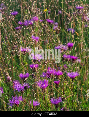 Größere Flockenblume Centaurea Scabiosa und Beben grass Briza media Stockfoto