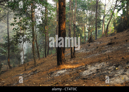 Abholzung in den Regenwald des Nationalpark Taksin Maharat, Thailand Stockfoto