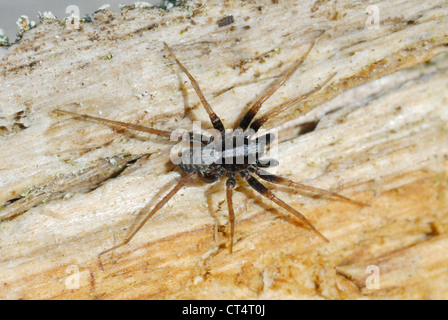 Ältere männliche tanzen Wolfspinne (Pardosa Saltans) auf der Heide Crooksbury gemeinsamen, Surrey, England. Surrey 2012. Stockfoto