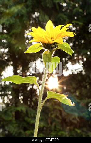 Sonnenblume als Gegenlicht der untergehenden Sonne glänzen durch hohe Hecken in einem städtischen Garten mit Flair. Stockfoto