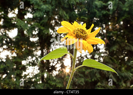 Horizontalen Schuss einer Sonnenblume wird wieder von der untergehenden Sonne scheint durch hohe Hecken in einem städtischen Garten beleuchtet Stockfoto