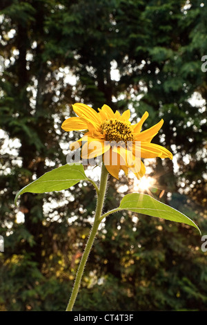 Vertikale Aufnahme einer Sonnenblume wird wieder von der untergehenden Sonne scheint durch hohe Hecken in einem städtischen Garten beleuchtet Stockfoto