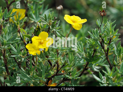 Strauchige Fingerkraut - Potentilla fruticosa Stockfoto