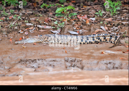 Ein Krokodil in seinem natürlichen Lebensraum, an den Ufern der Kinabatangan Fluss, Sabah, Malaysia, Borneo. Stockfoto