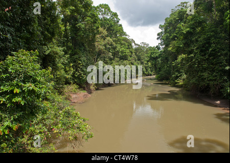 Die wunderschönen Dschungel an den Ufern des Flusses Danum im Danum Valley, Malaysia, Borneo Stockfoto