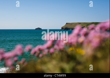 Rosa Blüten auf dem Küstenpfad an mit der Landzunge in der Ferne Polzeath Bay an einem sonnigen Sommertag in Cornwall Stockfoto