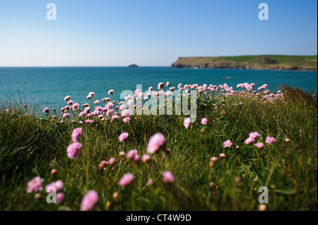 Rosa Blüten auf dem Küstenweg Polzeath Bay an einem sonnigen Sommertag in Cornwall Stockfoto