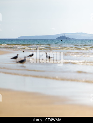 Möwen im Hafen von St. Ives, Cornwall bei Ebbe mit Godrevy Leuchtturm im Hintergrund Stockfoto