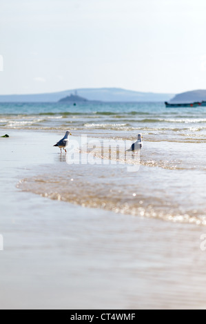Möwen im Hafen von St. Ives, Cornwall bei Ebbe mit Godrevy Leuchtturm im Hintergrund Stockfoto