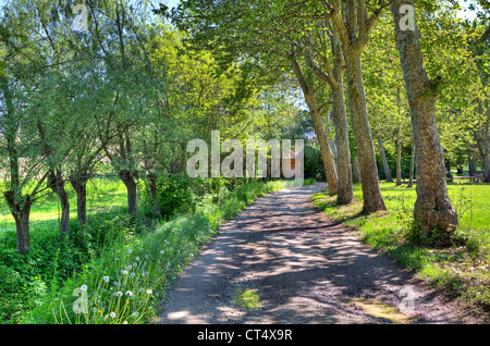 Schmale Landstraße unter grünen Bäumen im Frühjahr im Piemont, Norditalien. Stockfoto