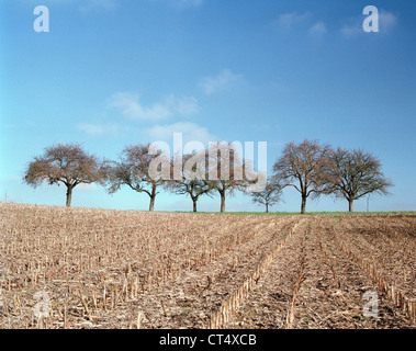 Herbst-Landschaft mit Mais-Feld und Bäume abgeerntetem Stockfoto