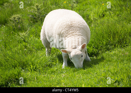 Weißes Lamm essen frischen grünen Rasen auf Ackerland in Northumberland, England, UK. Stockfoto