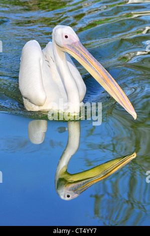 Nahaufnahme des vorderen weißen Pelikan (Pelecanus Onocrotalus) mit Spiegelbild im blauen Wasser schwimmen Stockfoto