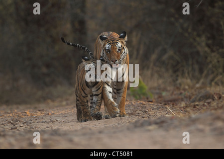 Tigerbaby mit Mutter in Bandhavgarh National Park Stockfoto