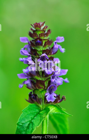 Selfheal, eine mehrjährige kriechende wilde Blume UK Stockfoto