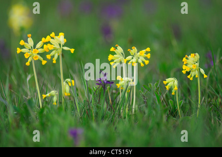 Ein Feld voller Schlüsselblumen und grün-winged Orchideen UK Stockfoto