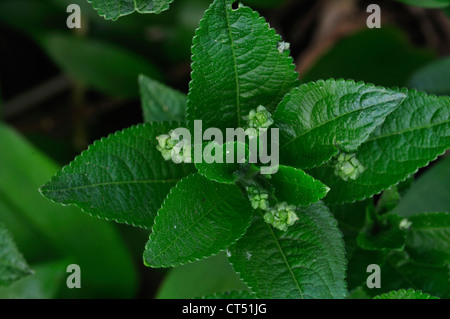 Dog's Mercury Mercurialis Perennis mehrjährig Stockfoto