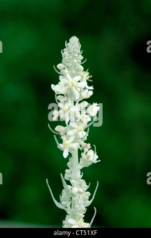 WEIßE KÖNIGSKERZE Verbascum Lychnitis (Scrophulariaceae) Stockfoto