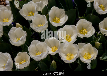 Tulpen blühen in einem Garten Stockfoto