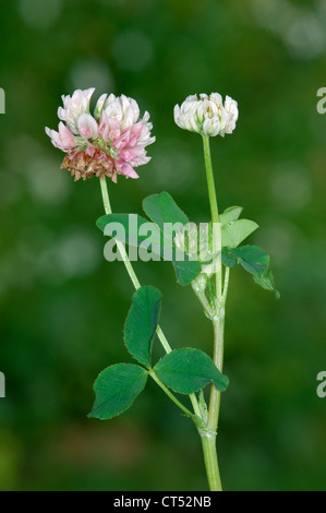 ALSIKE CLOVER Trifolium Hybridum (Fabaceae) Stockfoto