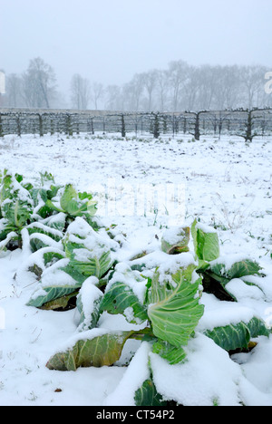 KOHL Stockfoto