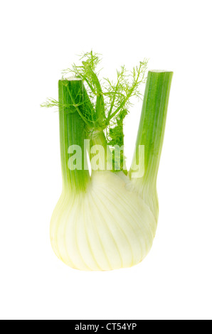 Frischer Fenchel - Studio gedreht mit weißem Hintergrund Stockfoto