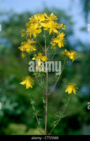 PERFORIEREN ST Johanniskraut-Hypericum Perforatum (Clusiaceae) Stockfoto