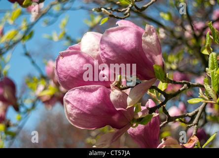 Blühende Magnolia Soulangeana (Untertasse Magnolia) Rustica Rubra, Smetanovy Sady, Olomouc, Tschechische Republik Stockfoto