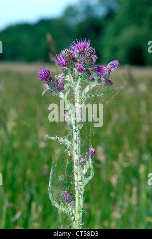 MARSH DISTEL Cirsium Palustre (Asteraceae) Stockfoto