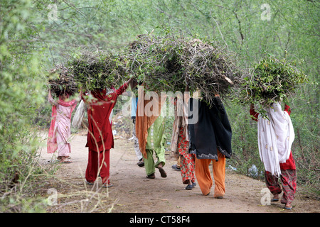 Frauen, die gesammelten Brennholz auf ihren Köpfen, Uttar Pradesh, Indien Stockfoto