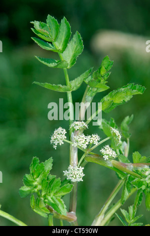 DUMMKOPFS Brunnenkresse auch Nodiflorum (Apiaceae) Stockfoto