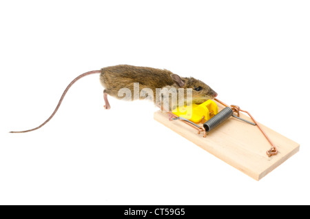 Eine Hausmaus (Mus Musculus) mit seinem Kopf gefangen in einer Mausefalle - Studio gedreht mit weißem Hintergrund Stockfoto