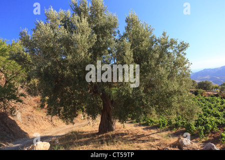 Olivenbaum auf einem Hügel in der Nähe von Reggio Di Calabria Stockfoto