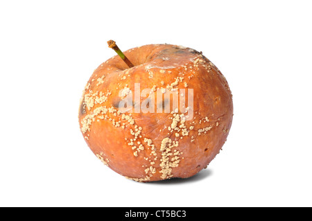 Makroaufnahme einer faulen Apfel isoliert auf weißem Hintergrund Stockfoto